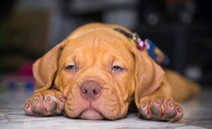 Buy Healthy Pitbull Pups